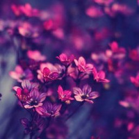 Dhruvi Patel related author profile picture