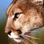 Profile image of zilal alolo
