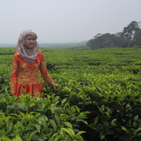 Sonya Heswari related author profile picture
