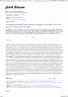 Research paper thumbnail of First Report of Bark Canker Disease of Poplar Caused by <i>Lonsdalea quercina</i> subp. <i>populi</i> in Spain