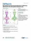 Research paper thumbnail of Elucidating the Neuronal Architecture of Olfactory Glomeruli in the Drosophila Antennal Lobe