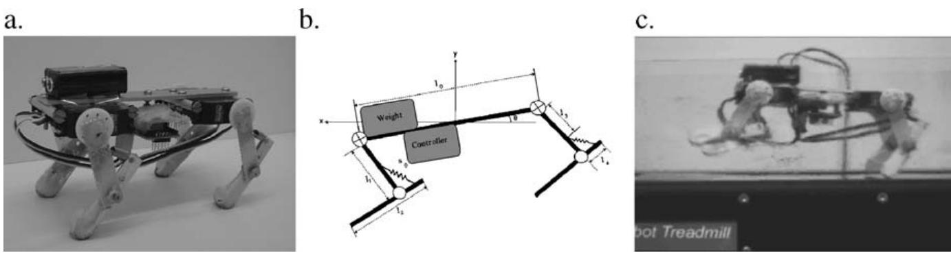 Fig. 2. The quadruped “mini dog”. (a) Picture of the entire robot. (b) Schematic of the robot’s design. (c) Image captured with a high speed camera installed at the lateral side to observe the running behavior of the robot.  WEIS GISUTIDUUOT OL We DOAY, Pie. 2 suOWS We TODO’ Use LOT UG CAPCIUNCTI ts,  The controller of the robot is extremely simple: each motor oscillates through sinusoidal position control. No sensory feedback is used for this controller; therefore 1 does not distinguish between the stance/flight phase, acceleration, or inclination. Nevertheless, the robot maintains a few stable periodic gaits by properly exploiting its intrinsic dynamics as shown in Fig. 3. Because it has only little friction on the feet, it wil self-stabilize in response to small perturbations. The morphological computation in this case is the result of the complex interplay of agent morphology, material properties (in particular the “muscles”, i.e. the springs), control (amplitude, frequency), and environmen (friction, shape of the ground, gravity). Exploiting morphological computation makes cheap rapid locomotion possible because physical processes are fast and for free! (For  further references on cheap locomotion, see e.g., [9—11].) Now if cencore—e o nreeaire sensors on the feet anole censors in the jninte and vigion  