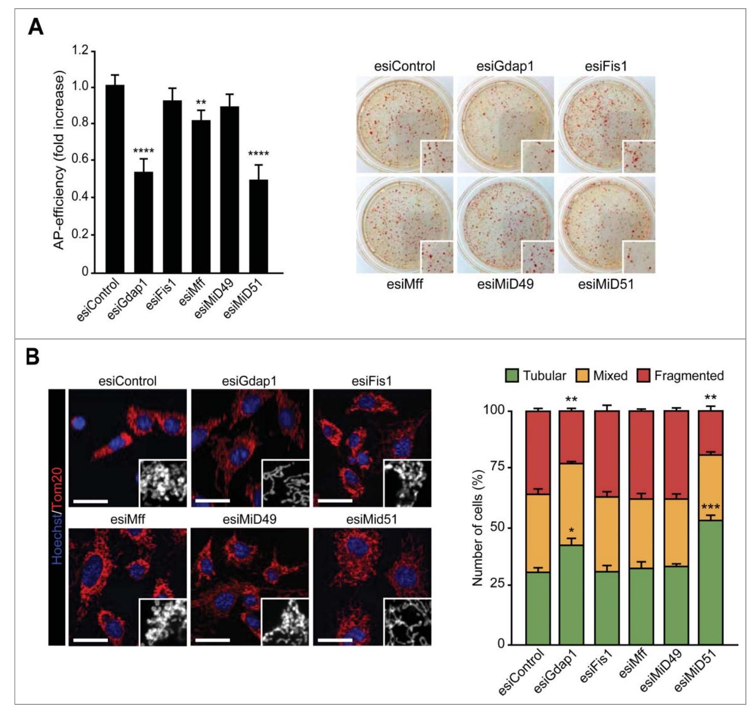 Figure 1. Knockdown of pro-fission factors impairs mitochondrial fission and cell reprogramming. (A) Graph showing the number of Alkaline Phosphatase (AP)-positive colonies obtained in wild type MEFs transfected with the indicated esiRNAs after 25 days of retroviral delivery of the OSKM factors, (n = 3; “*P < 0.01; ****P < 0.0001) Panels in the right show representative bright field images and a magnification (inset) of the plates of the indicated cultures after AP-staining. (B) Left panels, representa: tive confocal images of OSKM-transduced cells transfected with the indicated esiRNAs that were stained with anti-Tom20 antibody (red). Inset shows a magnification o the indicated area in the images of the left. Hoechst (blue) was used as a nuclear counterstaining. Scale bar 24 jm. Graph on the right shows the quantification of the dif ferent mitochondrial morphologies observed in the cells treated as before, (n = 3; *P < 0.05; **P < 0.01; ***P < 0.001). Data are represented as mean + s.e.m. One-tailec unpaired Student's t-test was used to compare data sets.  We next examined the effect of knocking down the differ- ent factors known to play a role in regulating mitochondrial dynamics in OSKM-induced mitochondrial fission. For this we measured mitochondrial morphology in OSKM-infected MEFs transfected with the indicated esiRNA constructs 6 days after viral transduction by immunofluorescence (IF) staining for the mitochondrial marker Tom20 (Fig. 1B). Six days after OSKM-expression, 31.8 + 1.5% of cells transfected with the control esiRNA displayed fragmented mitochondrial morphol- ogy (Fig. 1B). Compared to the control, knockdown of Fis1, Mff or MiD49 did not have an effect in the mitochondrial morphology of OSKM-infected cells (Fig. 1B), suggesting that these proteins do not play an active role in OSKM-induced mitochondrial fission during early reprogramming. Remark- ably, and relative to the control, reduction of MiD51 or Gdap1 mRNAs decreased OSKM-induced mitochondrial fragmenta- tion by more than 50% (Fig. 1B). Overall, our findings suggest   Early-passage wild type Mouse Embryonic Fibroblasts (MEFs) were transduced with OSKM-encoding retroviruses. Next day, infected cells were transfected with different endoribonuclease-prepared siRNAs (esiRNAs) targeting enhanced Green Fluorescent Protein (eGFP), as control, or the indicated pro-fission factors. Twenty-five days after ret- roviral delivery of OSKM in the presence of the indicated esiRNAs, we estimated reprogramming efficiency in the cul- tures using an Alkaline Phosphatase (AP) assay (Fig. 1A). Compared with the control, knockdown of MiD49 or Fis1 did not have any effect in the emergence of AP-positive col- onies. Knockdown of Mff showed a mild reduction in the emergence of AP-positive colonies relative to the control.  