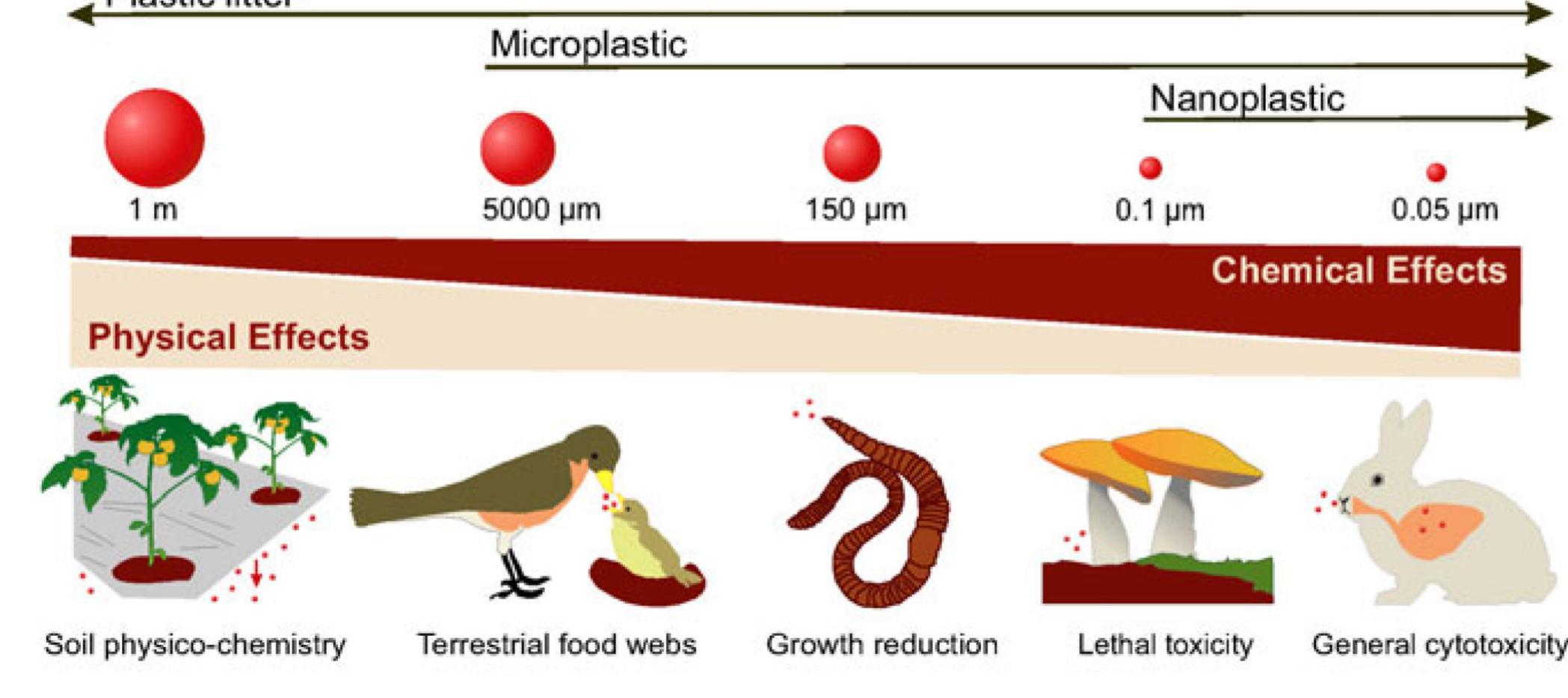 Figure 2.  SSA gers Et  Microplastics as trigger of combined physical or chemical-like effects. Soil biogeochemistry related to agricultural mulching (Steinmetz et a/., 2016), ingestion by terrestrial and continental birds (Gil-Delgado et al, 2017, Holland et a/., 2016, Zhao et al, 2016), reduction in growth of earthworms (Lwanga et a/., 2016), lethal toxicity to fungi (Miyazaki et al., 2014, Miyazaki et al, 2015, Nomura et a/., 2016), mammal lung inflammation (Hamoir et al., 2003, Oberdorster, 2000, Schmid & Stoeger, 2016) and broad cytotoxicity (Forte et al., 2016, Kato et a/., 2003) of nanoplastics.  reduction in growth of earthworms (Lwanga ef a/., 2016), lethal toxicity to fungi (Miyazaki 