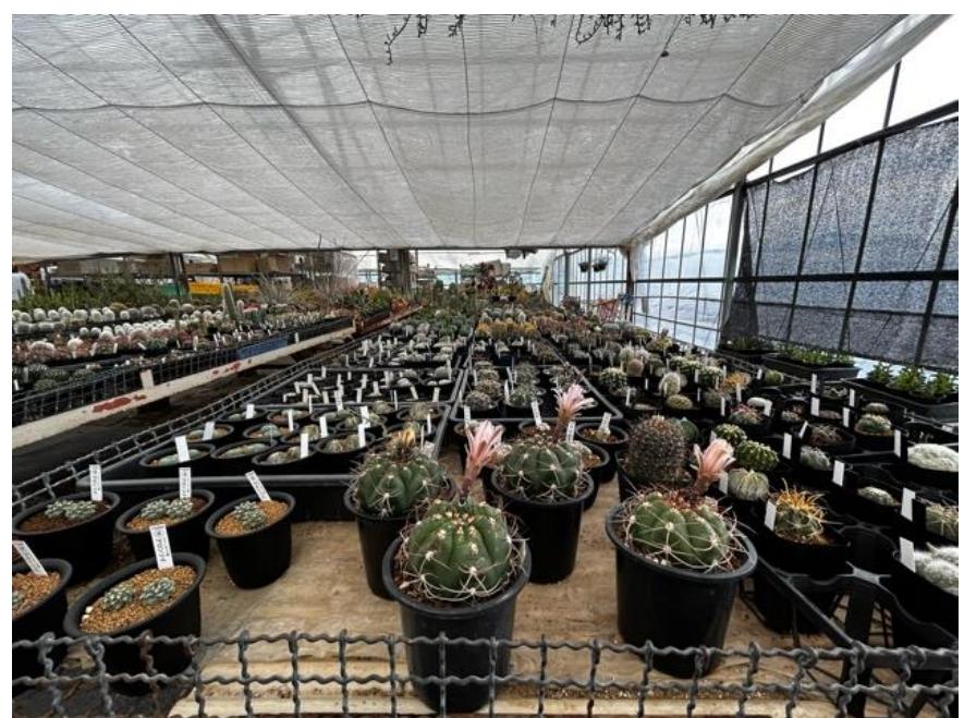 They surely didn’t know that with their newly found food source, they'll create a new tradition and a brighter future for not only the next generation but for Japan and everyone who wants to understand our nature, live healthier, and learn more about agriculture. When Japan saw a cactus boom in the 1960s, the city had more than 50 farmers producing the plant, but the number has since dropped to only a handful due to aging. Goto-san grandfather was there when the Typhoon struck Japan. He experienced the devastating power of nature and was one of the farmers who took part in growing Opuntia to survive the lack of food source. 