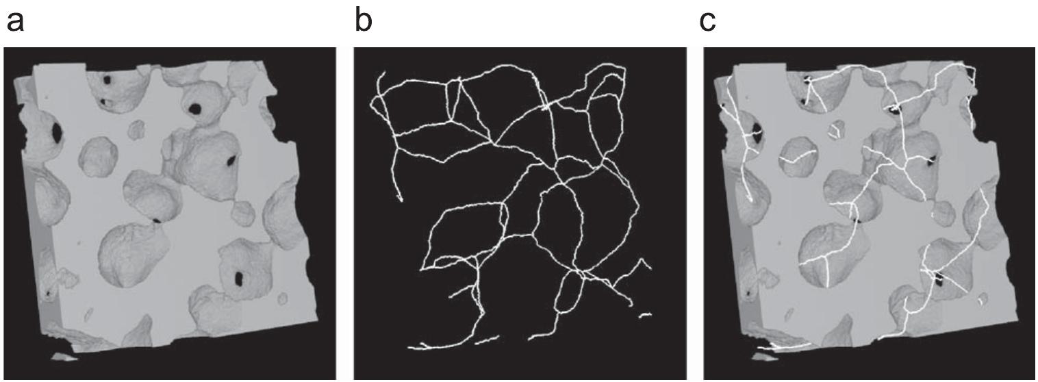 Fig. 9. Rendering of a 7.80 x 7.80 x 1.95 mm? VOI and related skeleton of the porous network created by the boring sponge Cliona celata in a limestone pebble. By scanning the skeleton it is possible to extract topological features thus allowing a characterization of the connectivity and tortuosity of the porous network (rendering performed using the commercial software VGStudio MAX 2.0). 