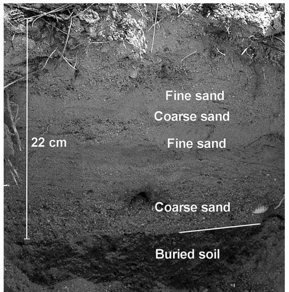 Fig. 14. The tsunami deposit layer overlying buried soil. The deposit is normally graded with coarse sand near the base and fine sand toward the top. Two upward fining sequences are vis- ible, the third sequence is disturbed at the top. Bang Ban Sak I, February 2005.  and anions (Na, K, Ca, Mg, Cl, SO,) in water-soluble frac- tion, and of Cd, Cu, Zn, Pb, and As in bioavailable fraction, relative to their contents in the reference sample. The origin of these contaminants is probably complex. Major ions in the water soluble fraction of sediments (K, Na, Ca, Mg, Cl and SO,) were found to be highly correlated to each other and were delivered in dissolved form with seawater. Heavy metals (Cu, Pb, Zn) were also correlated to the salt content and probably were tied to them in the sediments. However, their source is rather litho — or anthropogenic. Arsenic had  
