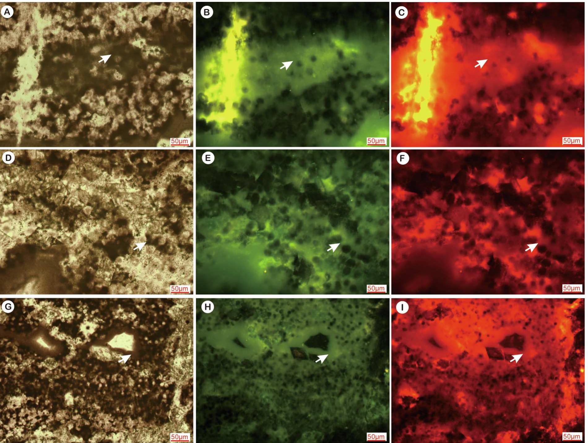 Fig. 7. Polarized microscope and fluorescent images showing coccoid-like spheroid consortia. A, D, G, Polarization microscope images. B, E, H, Fluorescence images (purple fluorescent wavelength 450-490 nm). C, F, I, Fluorescence images (green fluorescent wavelength 510-560 nm). Organic-enriched particles (arrows) show strong fluorescence in both green and red colours. Inside laminae rich in organic matter and microscopic spheroids, note the presence of botryoid-like cavity- structures lined with dense organic matter around cores almost free of of organic matter in G-I. 