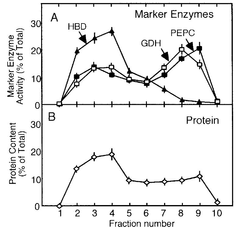 Figure 2. Distribution of marker enzymes (A) and soluble protein (B) in the 10 fractions of lyophilized, sonicated CZ tissues from nodules of 4- to 5-week-old soybean plants. No significant differences in the dis- tribution patterns were found between the treatments of N,:O,, 7-min, and 60-min Ar:O, exposure; therefore, the data were pooled for presentation here. Values are presented as the mean (+sE; n = 9) for HBD (a), PEPC (), GDH (0), and protein (0). 
