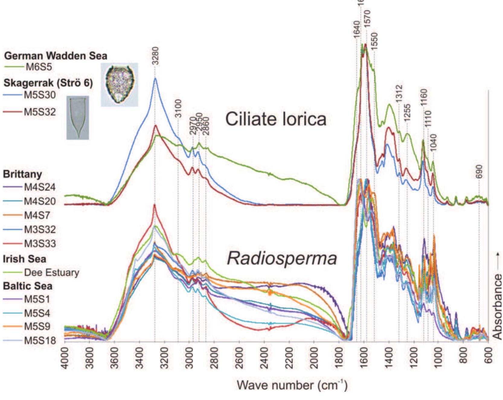 Fig. 10. Normalized micro-FTIR absorbance spectra of ciliate loricae (German Wadden Sea 