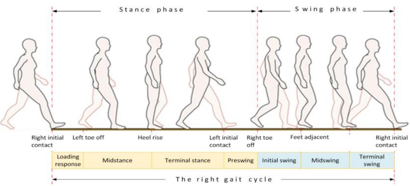 running for robust gait monitoring, analysis and recognition. A wearable system with sensors, a processing unit and communication, packed in a small lightweight housing is usually desired for long-term daily use. The important criteria for a wearable system are also low power consumption, sufficient external memory storage, and a user-friendly human interface for on-line data visualization and monitoring. In the case of Machine Learning (ML) methods, many of them now enable feature extraction. A combination of different learning methods can be used to recognize and extract human walking features adequately. A tradeoff between code complexity and real-time operation needs to be considered as far as implementation is concerned. The human gait is a cyclical process, with the joint operation of bones, muscles and the nervous system trying to maintain static and dynamic balance of an upright body position while in motion. The cycle can be defined as the time between two consecutive contacts of the foot striking the ground while walking and has two states, namely stance when the foot is firmly on the ground, and swing when the foot is lifted from the ground, as seen in Figure 1.   Furthermore, gait phases can be divided into durations of certain events (left and right oot up/down, limb stance/swing, and limb turn) [5], and classified according to the area of nterest (sport, health, prosthetics, and daily life) [6-8], type of sensors used (floor sensors, risual, inertial or other sensors) [9,10], and last but not least, its placement (shoe, ankle, imb, and hip/back) [11,12]. The gait analysis in sports can improve walking/running echniques, prevent long-term hip, knee and ankle injuries, improve sport results, and iid the development of custom-made athlete’s textiles or sport shoes [6]. In medical pplications, a gait analysis can result in successful recognition of various gait disorders, like ‘reezing Of Gait (FOG) in Parkinson’s Disease (PD) or Cerebral Palsy (CP) patients [3]. In rosthetics applications, the gait analysis can help disabled patients after limb amputation o improve feedback in walking with a robotic prosthesis [8,13].  
