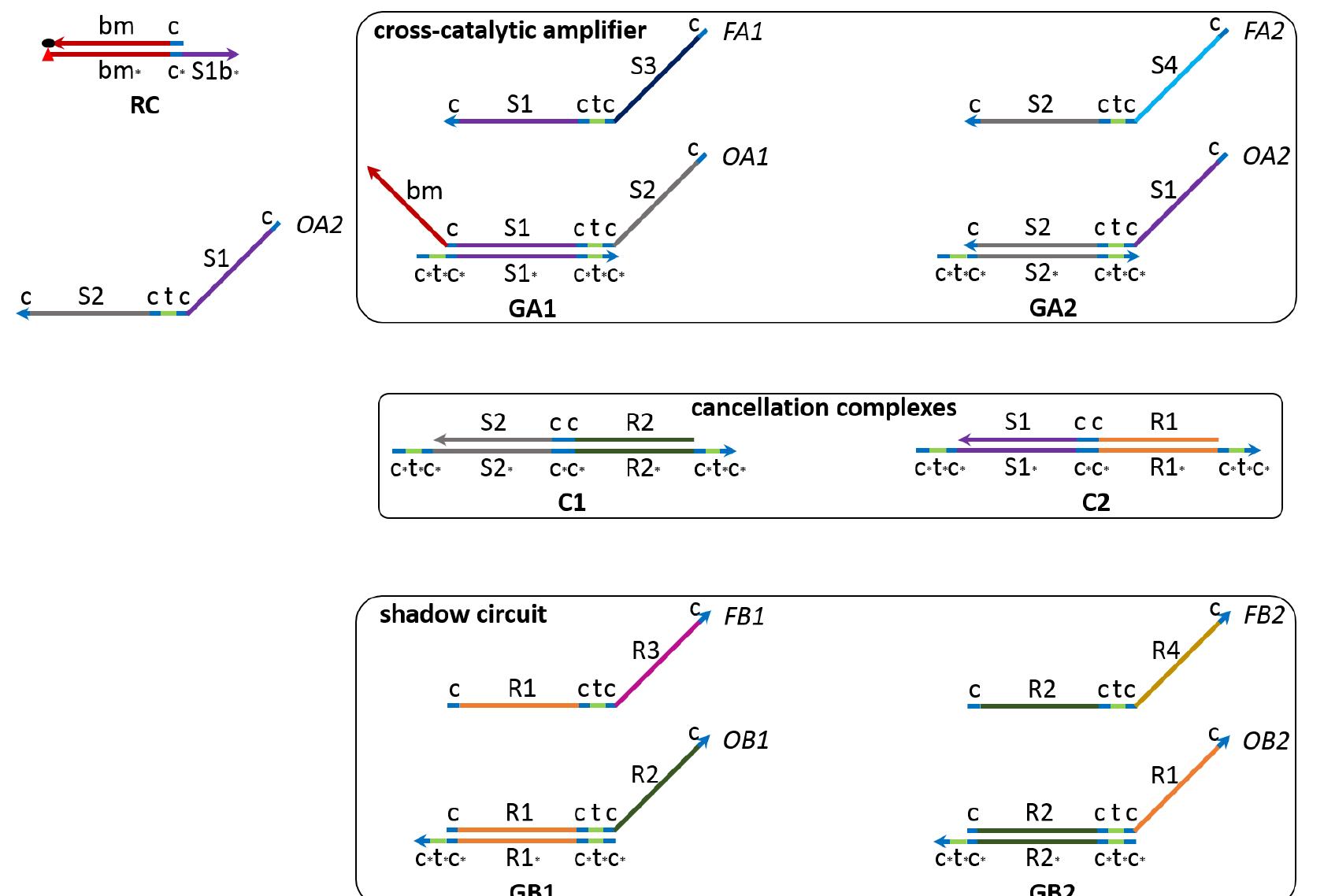strand displacement mechanisms that implement these reactions are shown in Figures 3.  Figure 2: The architecture of a cross-catalytic DNA amplifier and its shadow circuit. Top: The cross-catalytic seesaw amplifier consists of two DNA seesaw gate complexes GA1 and GA2 and two DNA fuel strands FAl and FA2. Strands OA1l and OA2 are the outputs of gates GA1 and GA2, respectively. The output of a gate feeds into the other gate and acts as a catalyst. Reporter complex RC is used to monitor the performance of the amplifier and is triggered by one of the output strands, OA1. Bottom: The shadow circuit has an identical architecture to the primary amplifier and consists of two DNA seesaw gate complexes GB1 and GB2 and two DNA fuel strands FB1 and FB2. Middle: The DNA complexes Cl and C2 are cooperative hybridization gates that implement the leak cancellation reactions. C1 sequesters strands OA1 and OB1, and C2 sequesters strands OA2 and OB2. The sequences of the domains can be found in Table 1. 