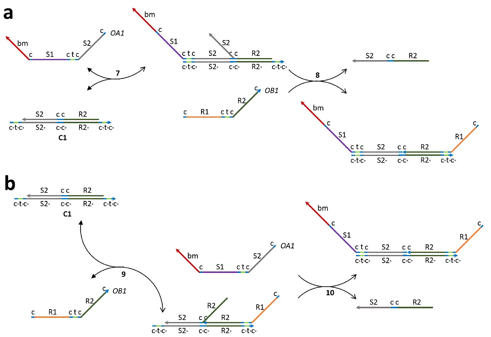 Figure 4: The cancellation reaction between OA1 and OA2 via Cl. The reaction is based on cooperative hybridization.” There are two possible cancellation paths as in (a) and (b): reaction 7 —> reaction 8 and reaction 9 — reaction 10. Both paths produce the same set of waste products. 