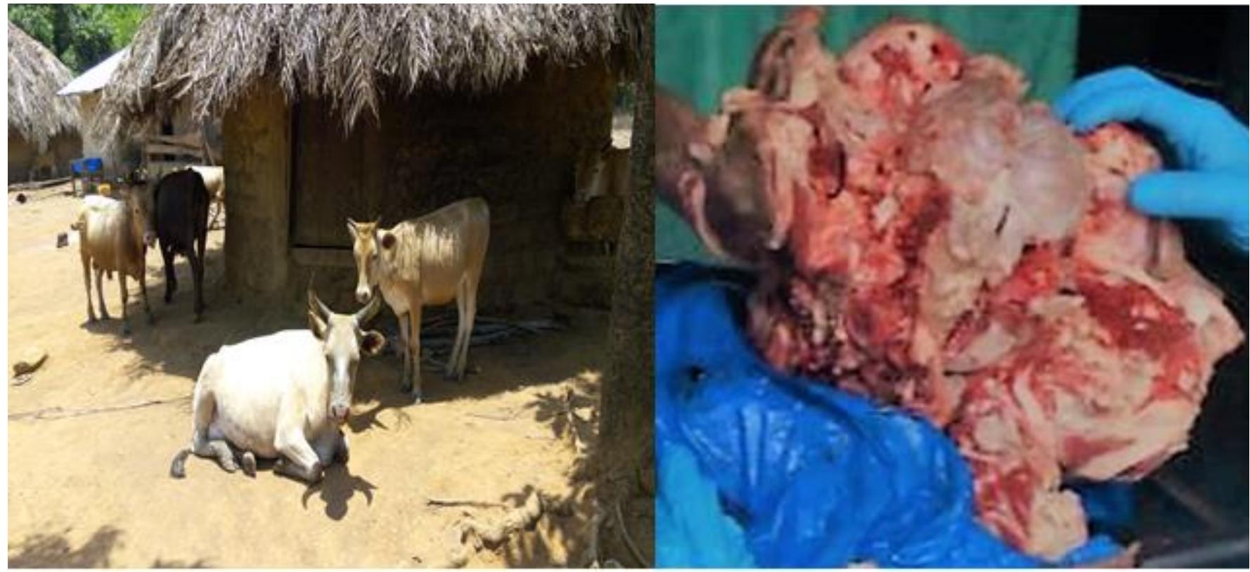2A: Other cows in the affected herd, 2B: Decapitated head of the affected cow 