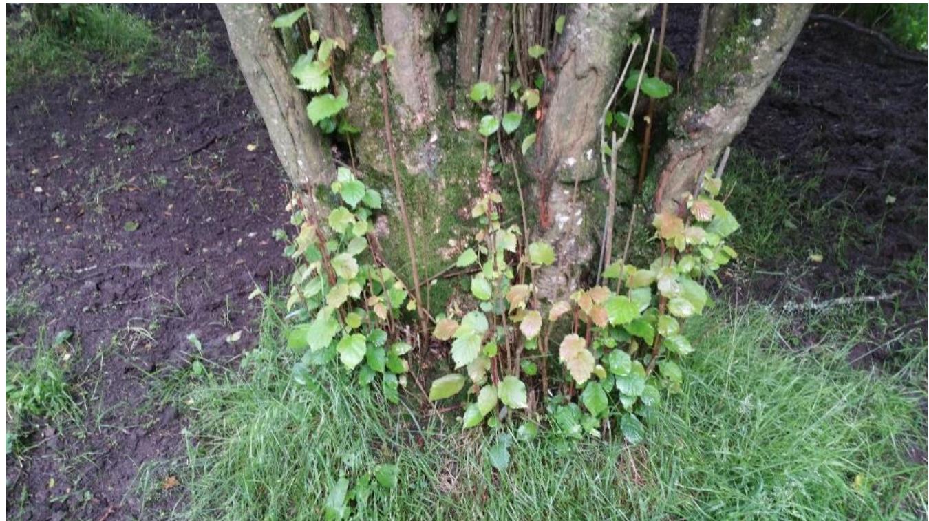 Figure 68 D5 Killydonagh, Co. Monaghan. Young shoots springing from a hazel stool where cattle browse freely 