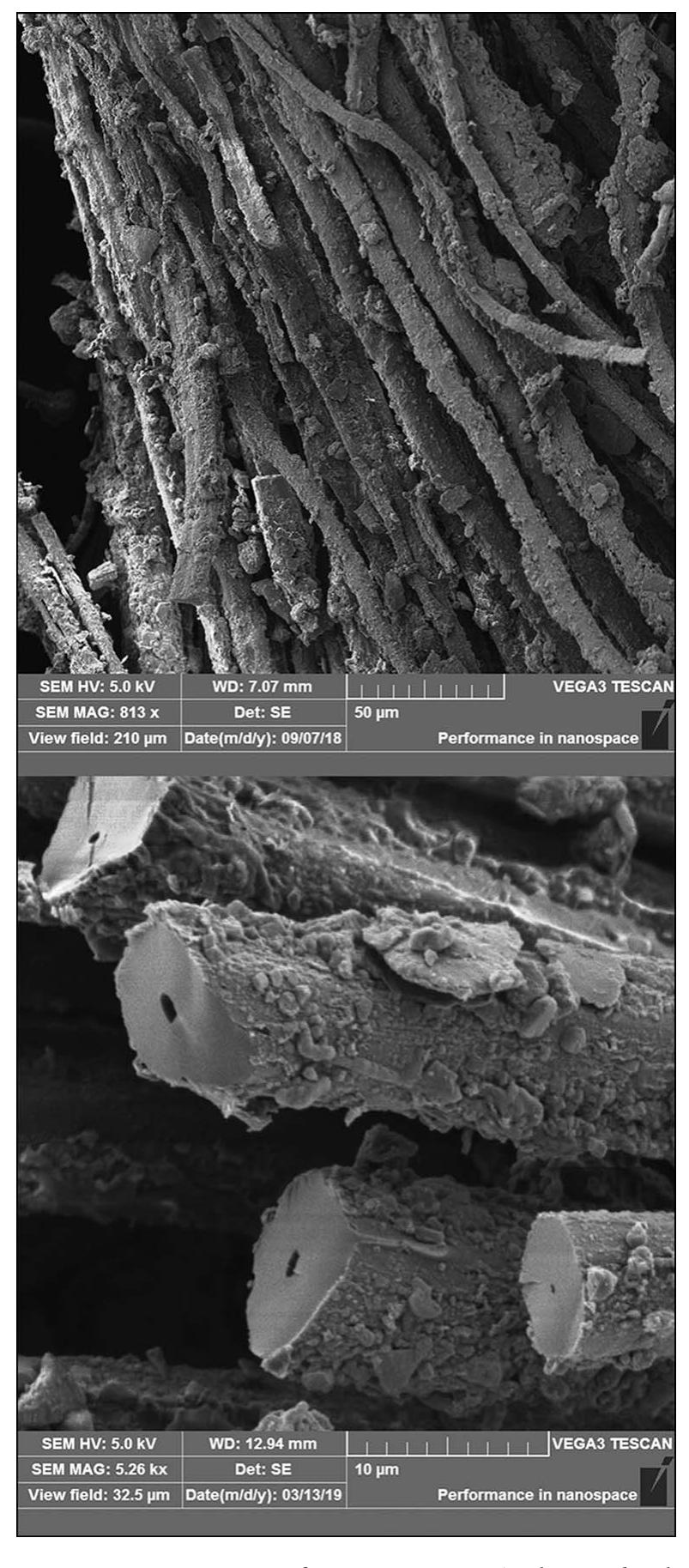 Figure 8. SEM images of Tx2: upper image) a longitudinal view of the fibres in the Tx2 sample; lower image) the fibre cross-section (images courtesy of the Datu Lab).  © The Author(s), 2024. Published by Cambridge University Press on behalf of Antiquity Publications Lt: 