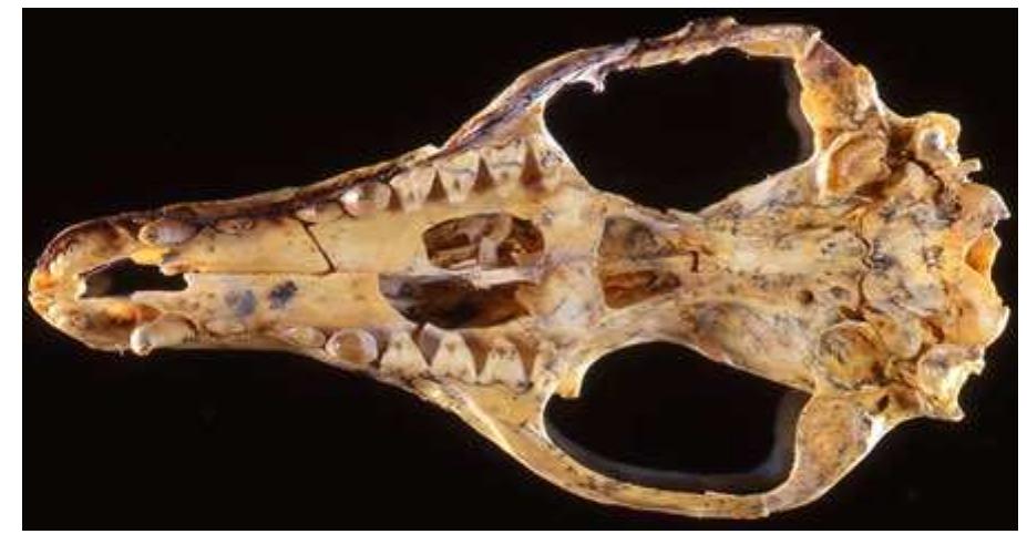 Fig.17 Well-preserved skull of the oldest-known undoubted  dasyurid Barinya wangala from Riversleigh (R. Arnett). Because they have been preserved in freshwater limestone, preservation of many of the Oligocene and Miocene skulls from  Riversleigh is unusually good 