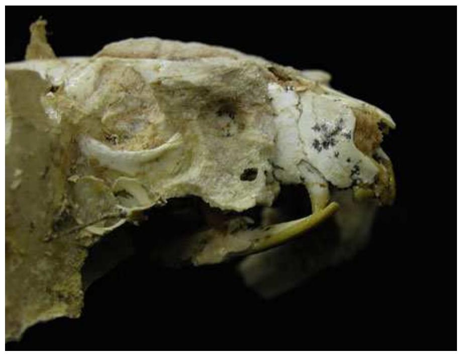 Fig. 46 Partially processed skull and jaws of a middle Miocene phalangerid from Dome Site South at Riversleigh (K. Black). The exquisite preservation of Riversleigh’s fossils may reflect the speed with which they were encased by limestone after falling into carbonate-rich freshwater pools. In some cases, even soft tissues have been fossilised here because of the globally unusual process of bacteria-mediated phosphatisation  Burramyoids Both B. brutyi and Cercartetus sp. extend their temporal range into the middle Miocene with levels of abundance similar to those in the early Miocene. Given the rainforest palaeoenvironments of 