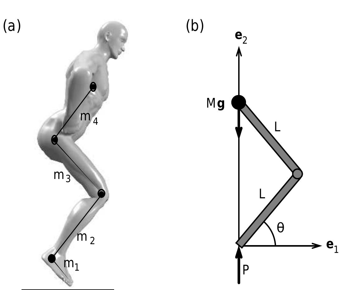 _—  Let us explore the physical implications of this equation. Let the lower limbs of the jumper be represented by two linked rods of length L = 0.5 m. Furthermore, let us assume that at the time of the takeoff, 9 = 60° and (d?0/dt?) = 0. The rate of rotation (d0/dt) can then be found by using Eqn. 3.13 to be equal to 3.25 rad/s. This means that, for the ground force to di- minish to zero, the angle between the shank and thigh must increase at a rate greater than 180°/s. If the legs straighten at lesser speed, jumping cannot occur because the ground will continue to exert some finite level of upward force.  FIGURE 3.5a,b. Schematic representation of a four-segment model of an athlete per- forming a vertical jump (a). The athlete performing the jump is represented by even a simpler model in (b): a mass representing the weight of the upper body is connected to two slender rods. The external forces acting on the athlete are also shown in (b). 