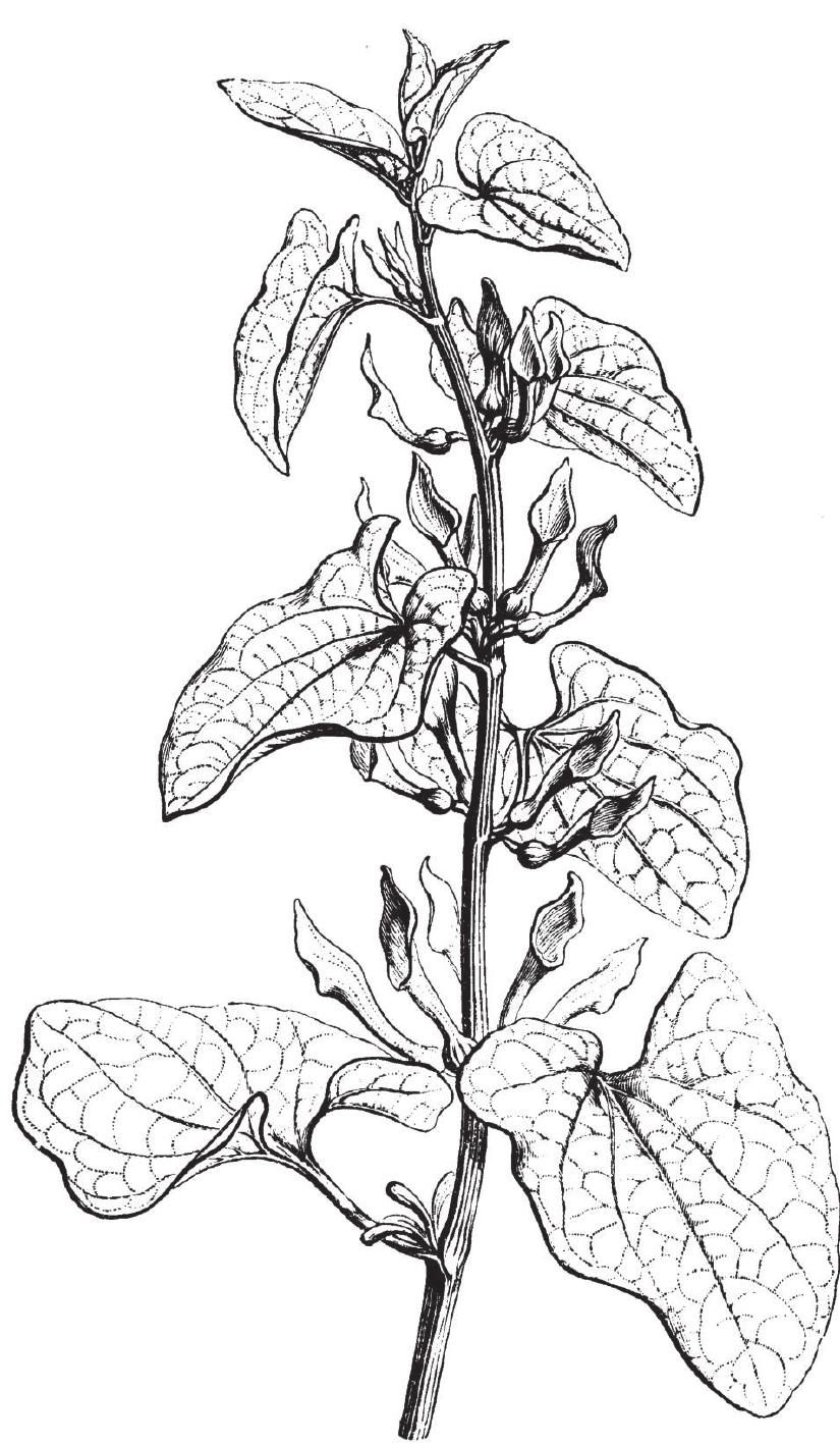 Aristolochia clematitis, after Heyns (1888).  79]), the uncle of the Younger Pliny, in a letter addressed to his friend, the historian Tacitus.®° On 24 August AD 79, the Elder Pliny, as admiral of the Roman fleet based at Misenum, was in the Bay of Naples rescuing victims of the spectacular and deadly eruption of Vesuvius (the Letters re- veal that Pliny’s mission centered on the succor of Pomponianus at Stabiae near Herculaneum). 