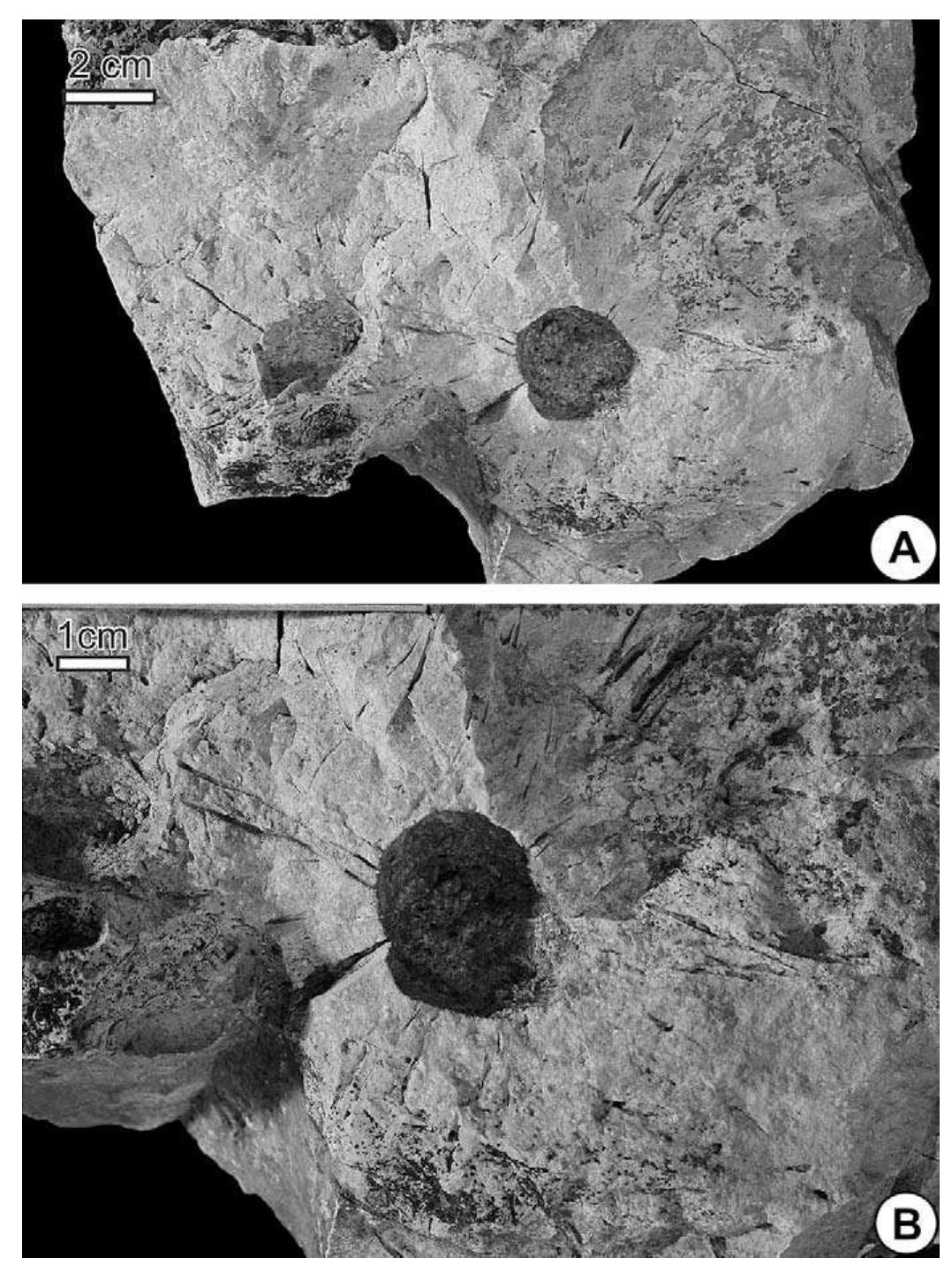 Fig. 3. The holotype of Entobia cracoviensis isp. n. ING UJ 202P1. A, General view. B Detail of A. 