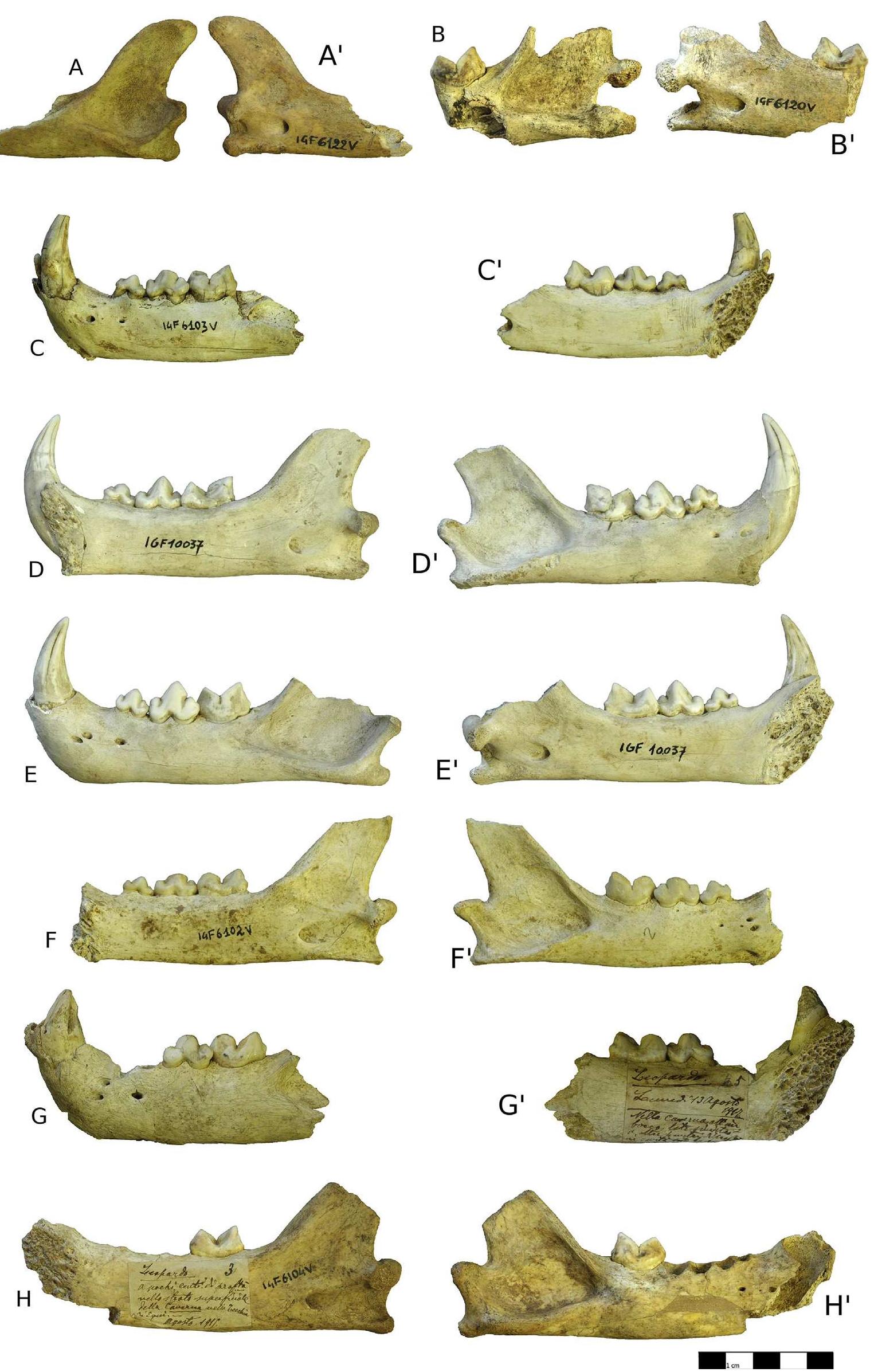 Fig. 7. Leopard mandibles from Equi: IGF6122V, IGF6120V, and IGF6103V in labial (A, B, and C) and lingual (A’, B’, and C’, respectively) views; IGF10037V/1 in lingual (D) and labia (D’) views; IGF10037V/2 in labial (E) and lingual (E’) views; IGF6102V in lingual (F) and labial (F’) views; IGF185V/4 in labial (G) and lingual (G’) views; IGF6104V in lingual (H) anc labial (H’) views. 
