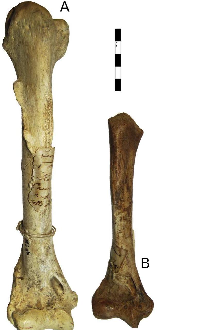 Fig. 8. A) right leopard humerus (IGF5342V) with evidence of pectoralis muscle stress on the proximal diaphysis; B) young right humerus of leopard (IGF5341V). 