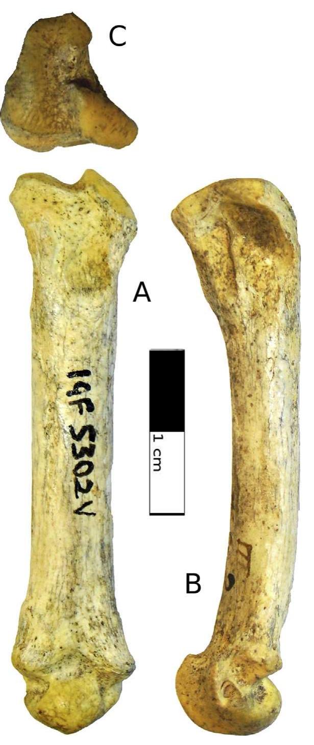 Fig. 12. Right McllI (IGF5302V) in dorsal (A), proximal (C— not in scale), and lateral (B views. 