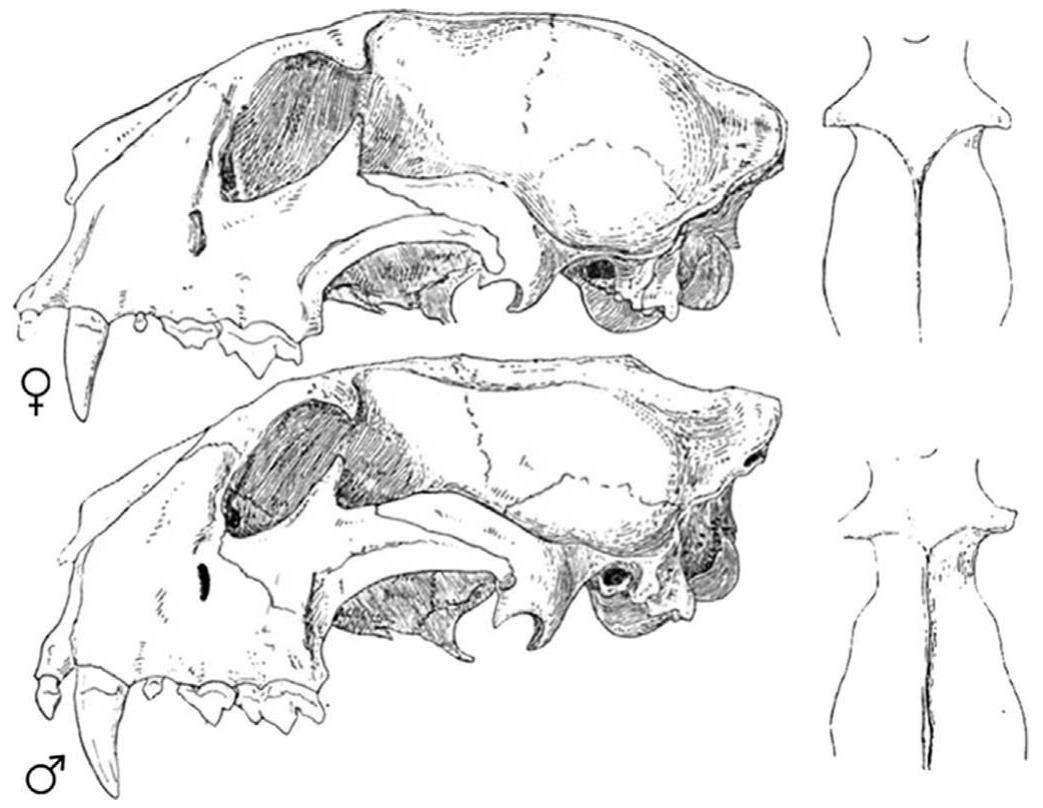 Fig. 21. Female and male comparative morphologies of leopard crania (from Pocock, 1930; modified): major differences are on temporal lines junctions, the development  of the sagittal crest, the feature of the braincase, more or less evident postorbital constriction.  Morphology is quite variable in leopards (Table 1) and the dimensional analysis must also be taken into account for a better grounded determination. 