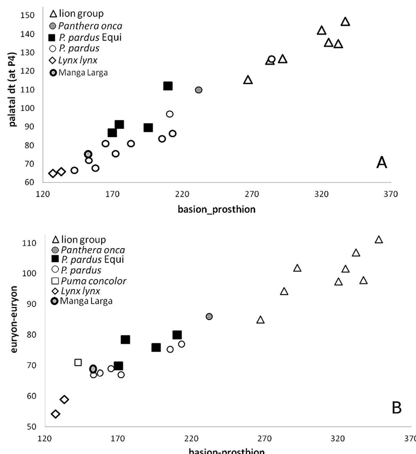 Fig. 23. Basion-prostion vs. palatal weight (A) and euryon—euryon (B). In comparison to extant leopards, the fossils from Equi are larger, stoutly built and massive, and clearly distinct from other species of felids. 
