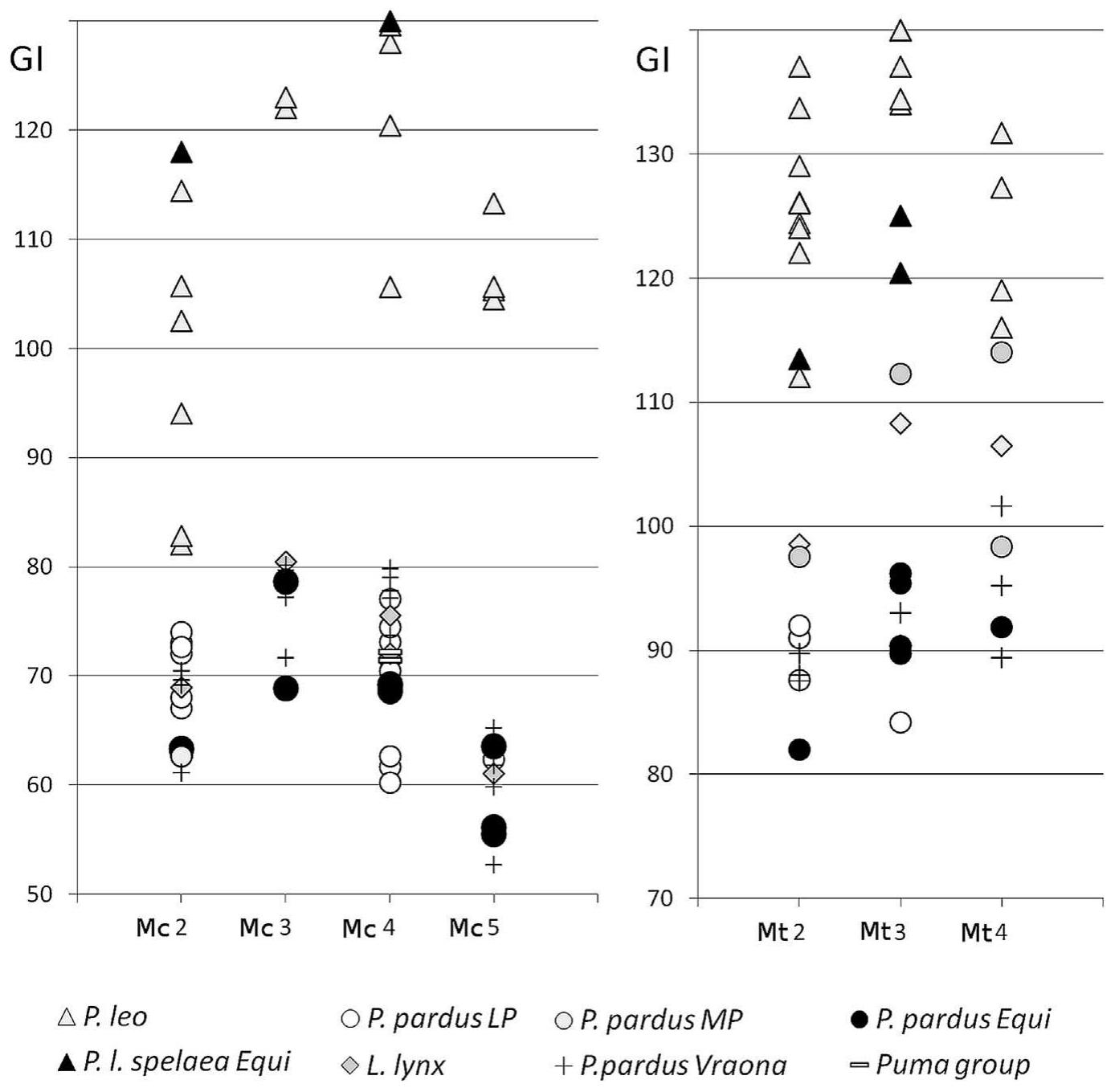 Fig. 27. Metacarpals (A) and metatarsal (B). Comparative dimensional range of Greatest length (Gl) in Holocene and Late Pleistocene big cats 