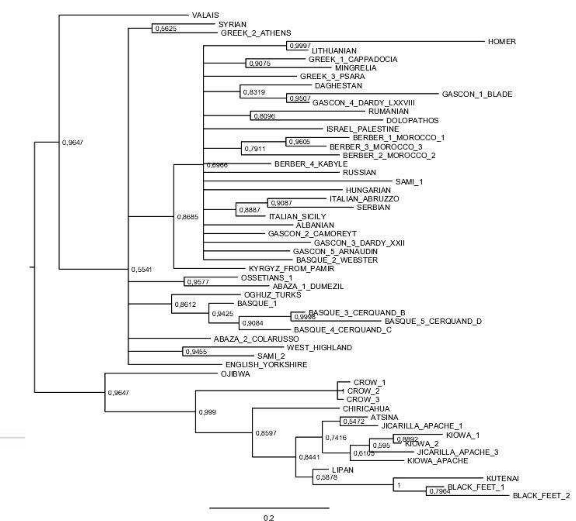 Figure 2. Maximum tree with a midpoint rooting. 