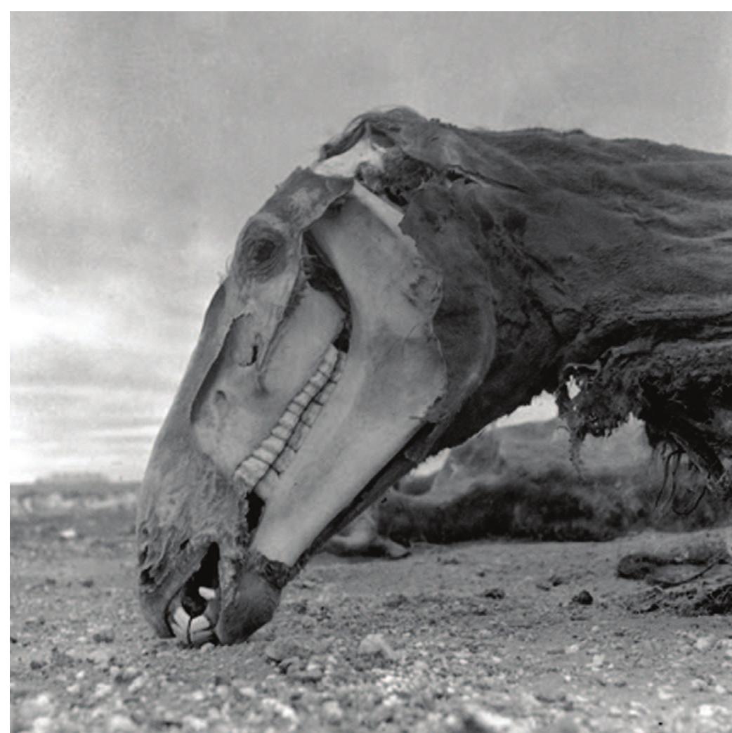uncertain about his attempt to make a fertility symbol of the carcass in a leafy sapling: life regenerating from death is a bit obvious. But then there is that metaphoric desert landscape, the deliberately picturesque close-up of a sandy hide against stony dirt. Your eye does a double-take when you realise you are taking  pleasure in a rotting calf, not serene rocky hills. 