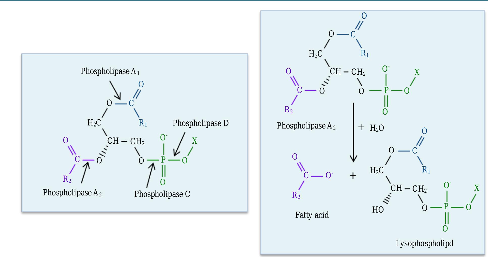 Figure 18. Indication of the sites of hydrolysis of phospholipids by phospholipases type A,, Az, C, and D (left). Productior of lysophospholipid by action of phospholipase A 2 (right). 