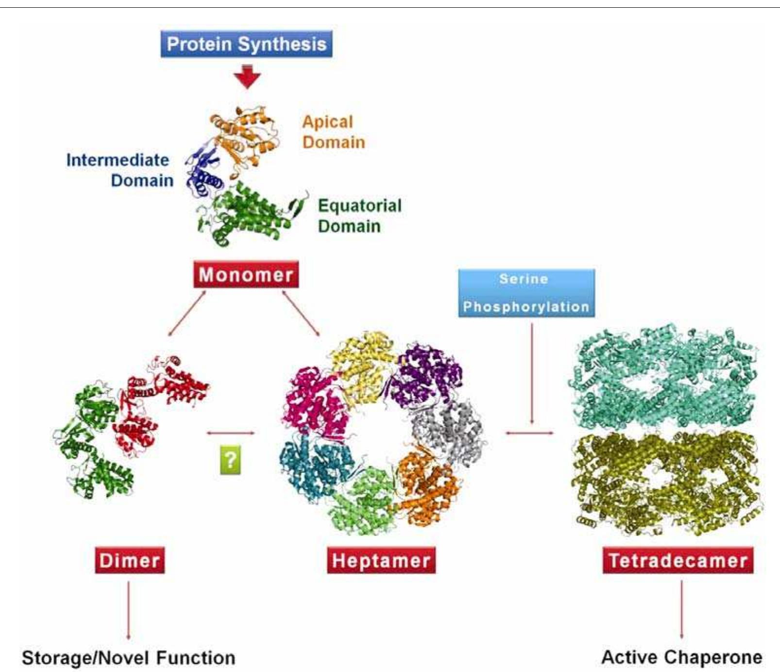 Figure 4. Model for the regulation of oligomerization in Mycobacterium tuberculosis GroEL1 mediated by phosphorylation. Upon synthesis, M. tuberculosis GroEL1 monomer might follow two pathways of oligomeriza tion. The monomers either assemble into a dimer or a heptamer. The dimer might act as a storage form or migh be involved in nucleoid formation. Function of the heptameric form is unknown. The signal for the probable con version of the dimeric form into heptameric form is yet to be discerned (shown with a question mark). However the signal for conversion of single-ring heptamer to double-ring tetradecamer is mediated by phosphorylation o1 serine residue(s). The tetradecameric GroEL is supposed to be the active form of the chaperonin. 