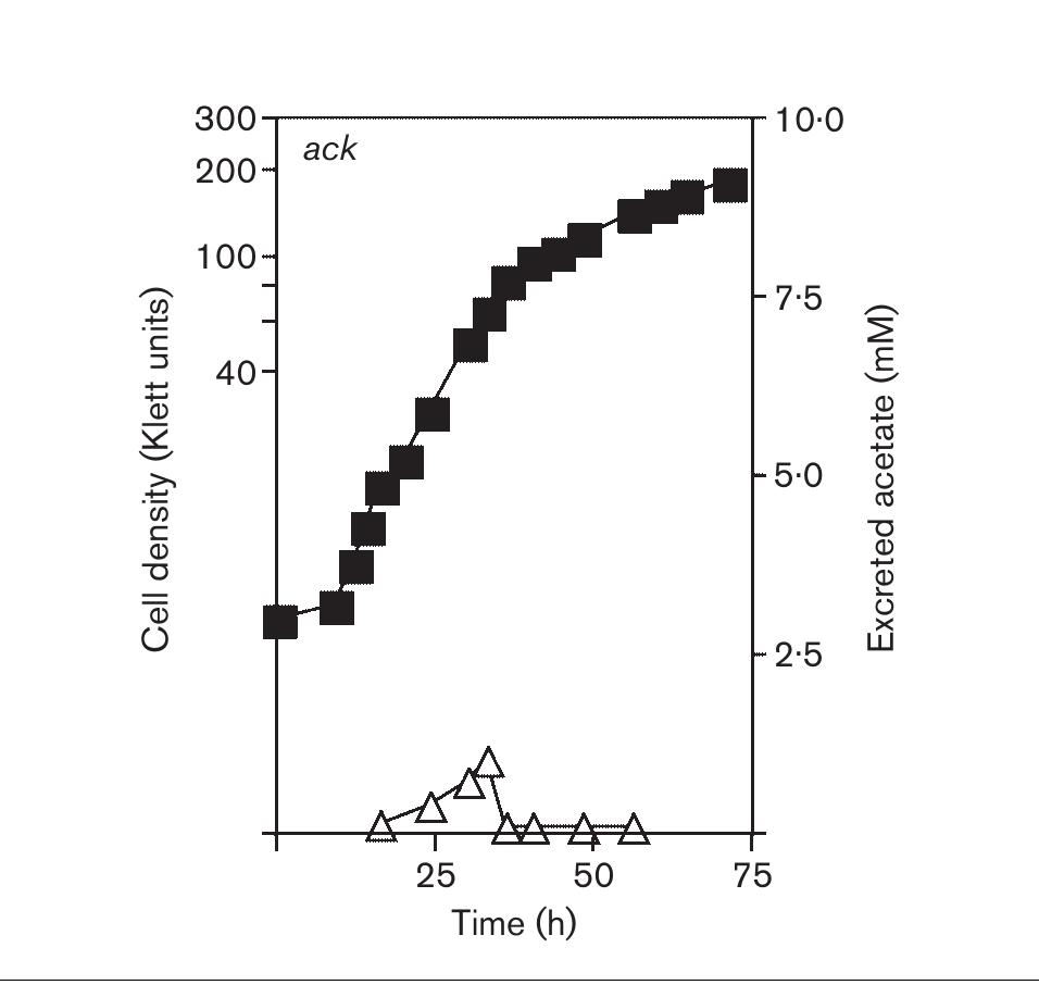 Fig. 4. Ack activity is required for acetate excretion. Strain JE8749 (Aack103) carrying an in-frame deletion of the ack gene was used for this experiment. I, Cell density; A, acetate concentration in the medium. 