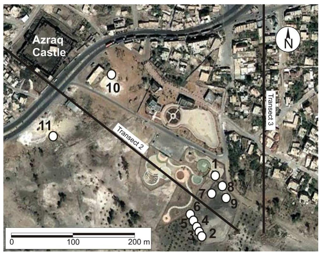 Fig. 3. The Druze Marsh. Location of stratigraphic sections and topographic profile: (2 and 3).  The study area (i.e., the GAOA) is located at the northwestern corner of Qa‘ Azraq, practically at its contact with the Tertiary basalt (Fig. 2). Before water over-extraction, the two most prominent spring areas were the Druze Marsh (also known as North Azraq or Azraq ad-Duruz) and the Shishan Marsh (also known as South Azraq or Azraq as-Shishan). The Druze Marsh is located at an embayment of Qa‘ Azraq created by a basalt peninsula (Figs. 2 and 3). The locality is known for the Azraq Castle, located west of the marsh (Figs. 3 and 4). The as-Shishan Marsh, located within the perimeter of the Azraq Nature Reserve, corresponds to a series of springs. In historic times, a Roman settlement and a dam to contain the water of the spring existed in the area. The main settlers in later historic times were the Chechen immigrants (hence the name Shishan). The use of local aquatic resources and date palm culti- vation became their important activities until the drying of the marshes. As more water was pumped from the GAOA to supply the growing population of Jordan, the marshes began to dry. By the mid-1990s the Druze Marsh dried out completely. Under the auspices of the Royal Society for the Conservation of Nature (RSCN), a pump was used to replenish the water of the marsh within the nearby nature reserve in the so-called Sirhani Pool. As a result, only  