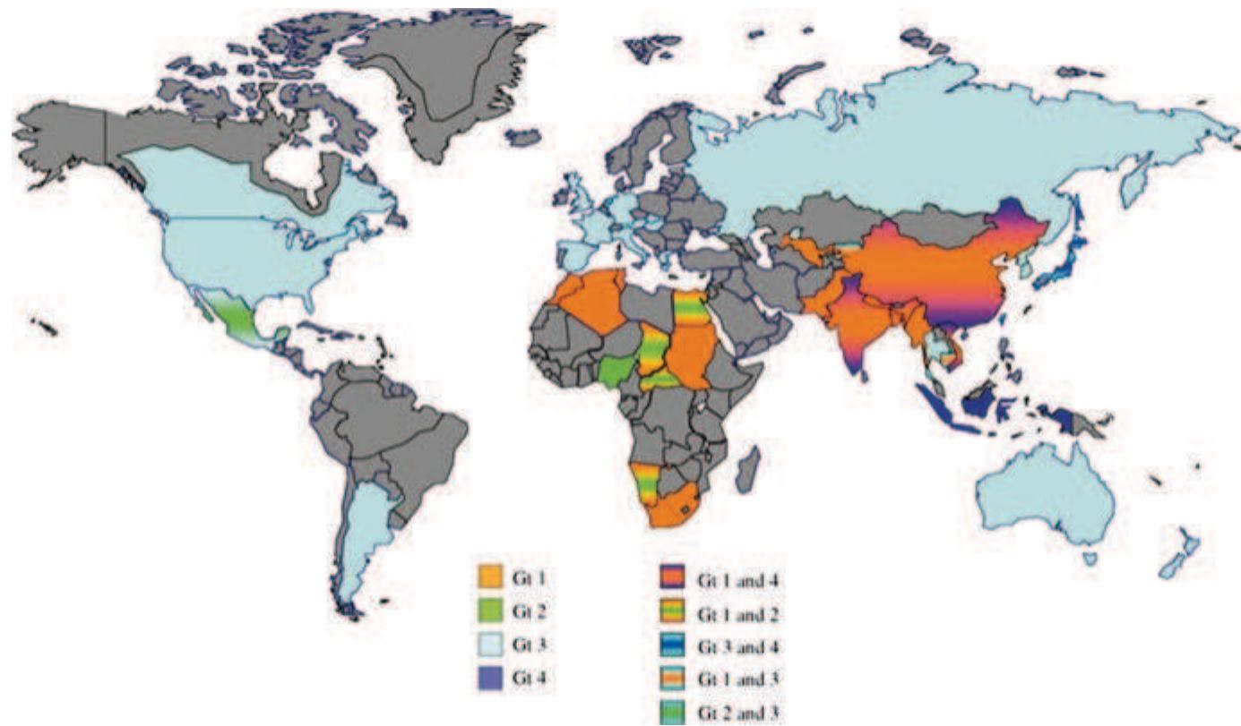 Fig. 1 Geographical distribution of HEV isolates according to genotypes (Gt). HEV Gt | and 2: epidemic strains causing human infection. HEV Gt 3 and 4: zoonotic strains isolated from humans and a variety of animals, particularly pigs. In some countries, different genotypes co-circulate in distinct ecological niches: Gt 1 and 4 in China, India, and Vietnam; Gt | and 2 in several African countries, including Namibia, Chad, and Sudan; Gt 3 and 4 in Japan; Gt | and 3 in Cambodia; Gt 2 and 3 in Mexico (www.eht-forum.org)  death rate during pregnancy approaches 15-25% with possibilities of foetal death, abortion, premature delivery, or death of a live-born baby soon after birth (Smith 2001; Chibber et al. 2004). HEV is transmitted primarily by the faecal-oral route and waterborne epidemics are characteristics of hepatitis E. HEV, known for being the cause of major outbreaks of waterborne hepatitis in Asia and Africa, is an emerging pathogen in industrialized countries (Bihl and Negro 2008). Clinical cases of HEV infection in developed countries have generally been associated with travel to tropical or subtropical countries. There has also been an increasing number of reports from Europe and the United States of sporadic hepatitis attributable to HEV but not associated with travel, leading to suggestions that HEV may be endemic at low levels in developed countries. HEV has been reported in Netherlands (Widdowson et al. 2003), Spain (Peralta et al. 2009), France (Legrand-Abravanel et al. 2009), Greece (Stefanidis et al. 2004), Sweden (Olsen et al. 2006), UK (Ijaz et al. 2009), Italy (Di Bartolo et al. 2008), United States (Atiq et al. 2009), Japan (Tanaka et al. 2001) more cases are likely to be reported (Fig. 1).  It has been recognised that HEV and HEV related viruses circulate in domestic animals native to industrial countries and should be considered as a potential  
