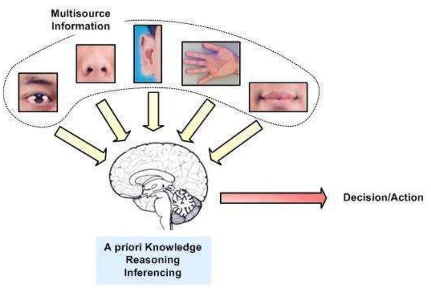 Fig. 2 Human information fusion system [2].  The Information fusion mechanism emulates or mimics the human grandeur in making inference after observing the phenomenon in his/her environment by making use of his/her sensing organs. The sensing organs act as distributed sensors and the human brain acts as the information fusion system that fuses information obtained from the sensors. The result of fusion is an inference that will be used as a basis for decision making or doing an action. Information fusion is a part of cognitive process in the human brain. The human information fusion system is depicted in Fig. 2. 