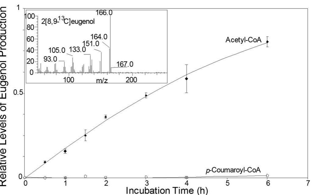 Fig. 5. Time course of the formation of [8,9-'3C]eugenol from [8,9- 13C]coniferyl alcohol in isolated glandular trichome secretory cells. Triplicate assays were performed with either acetyl-CoA or p-coumaroyl-CoA added tc the trichomes in addition to the labeled coniferyl alcohol and NADPH. Relative levels of product formation were monitored by quantification of m/z 16€ peak ([8,9-'3C]eugenol) in the GC-MS chromatogram. (/nset) Mass spectrum o1 eugenol peak from 6-h incubation. The molecular ion peak at m/z 164 is due to endogenous eugenol still present in the glandular trichomes of line SW after trichome isolation and purification. 
