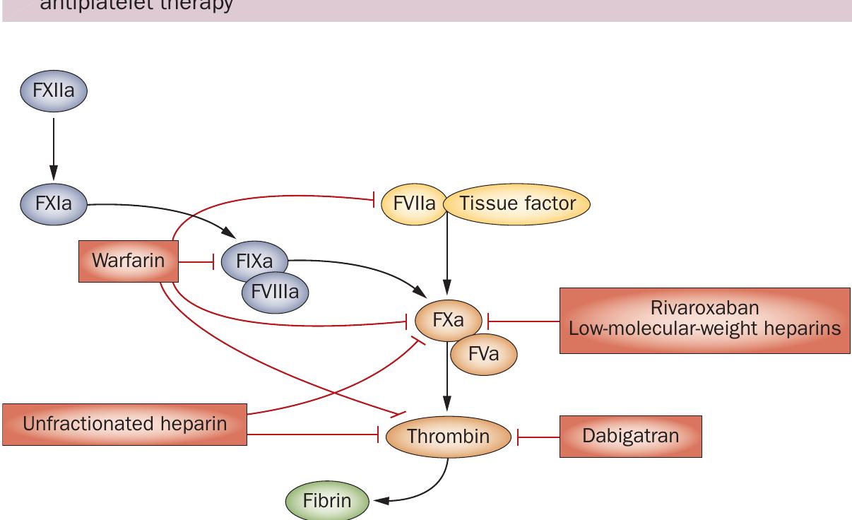 Figure 1 | Mechanism of action of anticoagulation therapies. Anticoagulants inhibit the coagulation cascade at different levels. Warfarin inhibits the vitamin kK- dependent activation of clotting factors II (thrombin), VII, IX and X. Heparin chiefly catalyzes inactivation of factors Il and X. Low-molecular-weight heparins exert an inhibitory effect against factor X only. Dabigatran, a thrombin inhibitor, and rivaroxaban, which inhibits factor Xa, have both been studied in large, double-blind randomized phase Ill trials. With permission from Nature Publishing Group. 