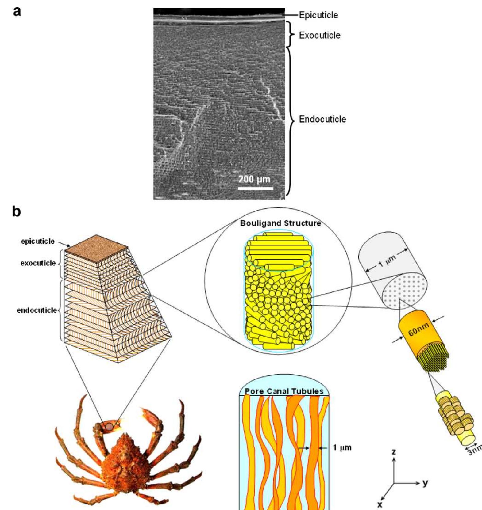 Fig. 1. (a) SEM micrograph of a cross-sectional fracture surface showing three different layers in the exoskeleton: epicuticle, exocuticle, and endocuticle. (b) Hierarchical structure of the exoskeleton of sheep crab, Loxorhynchus grandis. Chitin fibrils (~3 nm in diameter) wrapped with proteins form a fiber of ~60 nm in diameter. Fibers further assemble into bundles, which form horizontal planes (x—y plane) superposed in a helicoid stacking, creating a twisted plywood structure (180° rotation). In the z-direction there are ribbon-like tubules, 1 jum wide and 0.2 um thick, running through the pore canals. 
