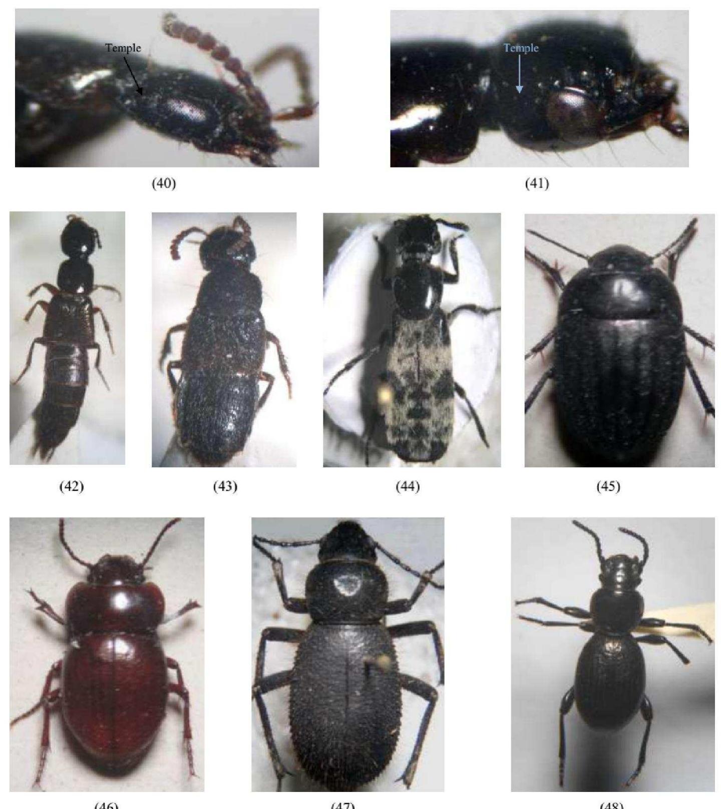 Plate V: 40&43. Philonthus sordidus (Gravenhorst, 1802), 40. Head lateral view, 43. Adult dorsal view; 41&42. Philonthus quisquiliarius (Gyllenhall, 1810), 41. Head lateral view, 42. Adult dorsal view; 44.Creophilus maxillosus (Linnaeus, 1758), adult dorsal view; 45. Zophosis abbreviata Solier, 1834, adult dorsal view; 46. Scelosides castaneus Eschscholtz, 1831, adult dorsal view; 47. Trachyderma hispida (Forskal, 1775), adult dorsal  view; 48. Mesostena puncticollis Solier, 1835, adult dorsal view.  Mesostena puncticollis Solier, 1835. 