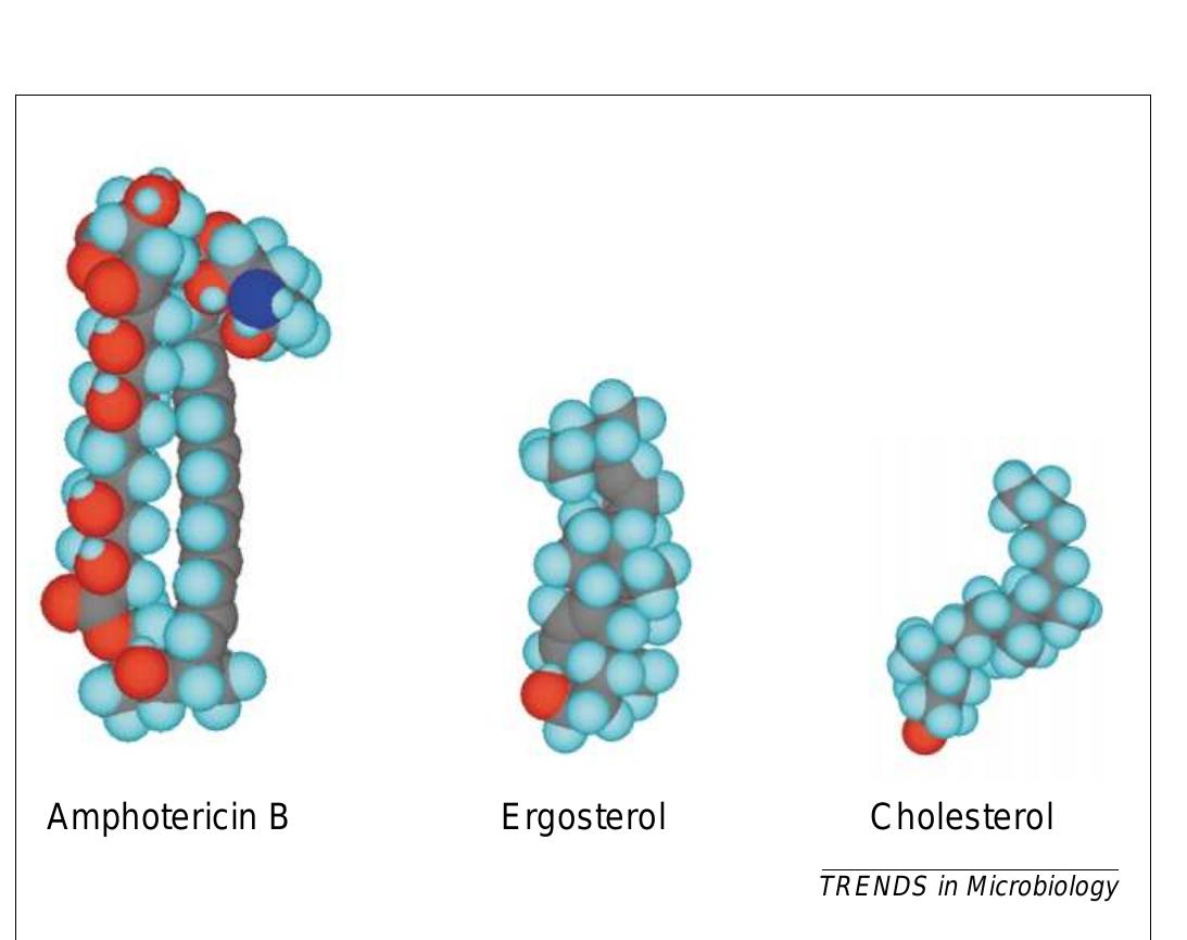 Fig. 3. The polyene antifungal agent, amphotericin B, ergosterol and cholesterol, visualised in three dimensions. Ergosterol, the sterol found in fungal cell mem- branes, retains a cylindrical shape in all rotations and binds better to the hydro- phobic (right-hand) side of the amphotericin B molecule than does cholesterol, with its sigmoid structure. Cholesterol is the membrane sterol found in mamma- lian cells; the differential binding affinity of amphotericin B for the two sterols is the basis of its selective antifungal action. 