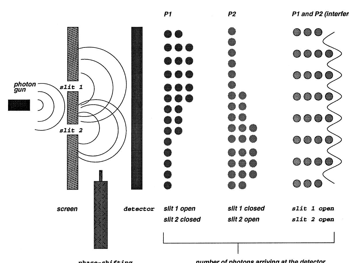 A. Narayanan, T. Menneer | Information Sciences 128 (2000) 231-255  Fig. 2. The pattern of arrival of individual photons at the detector screen with either one or both slits open can be explained in quantum mechanical terms through an appeal to ‘wave-—particle’ duality: the particle travels as a wave between the gun and detector screen and passes through one or both slits as a wave, but collapses to a particle (point) when the detection screen is encountered. The pattern of arrival now reflects whether the particle arrived at the screen at the peak of its wave (in phase) or at its trough (out of phase). Additionally, the phase of the waves can be shifted if appropriate ‘phase-shifters’ are introduced between slits and screen. 