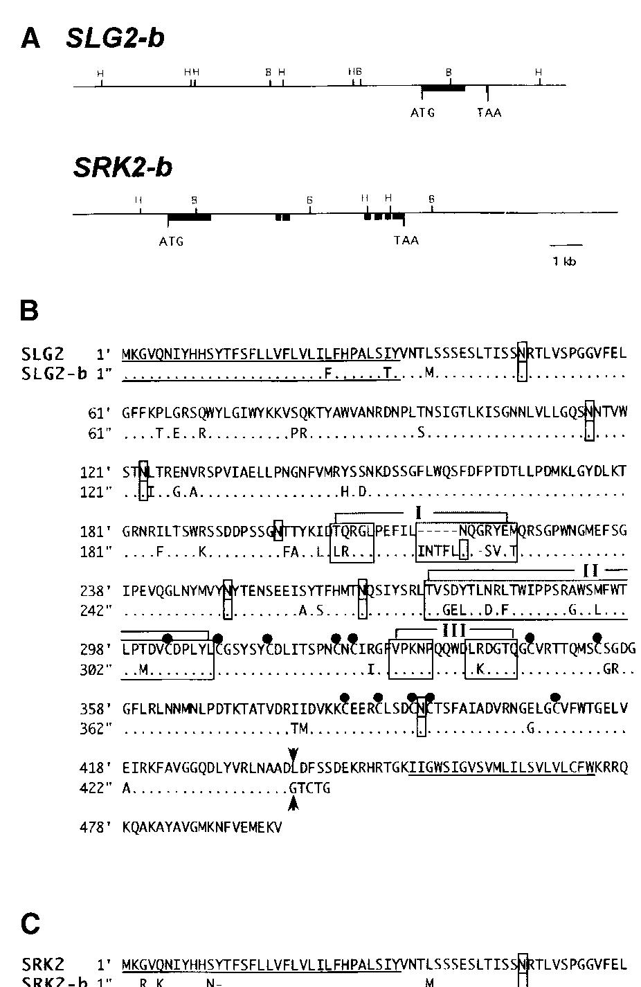 self-incompatible lines of B. oleracea var. botrytis as well as the self-compatible p57Sc (a pollen-part mutant of the S haplotype; CaBriLLac etal. 1999) have anonfunc- 
