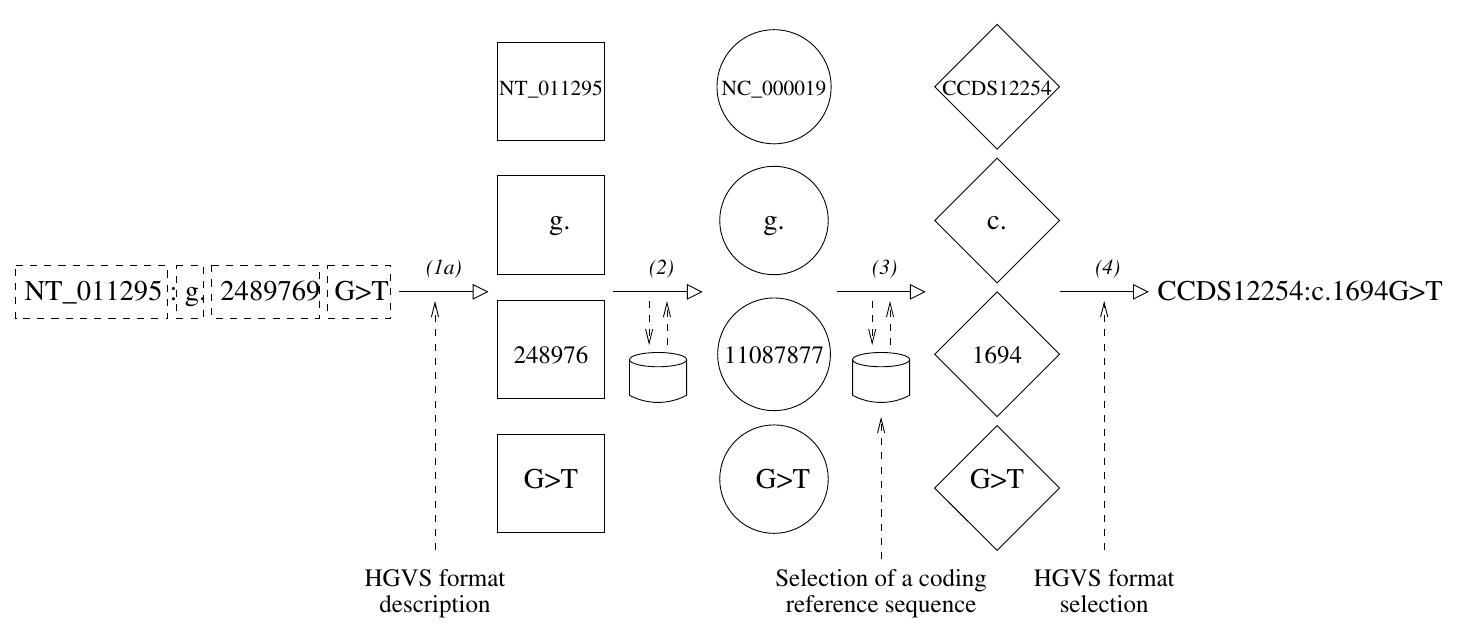 (1) The data preparation step consists in extracting the four input features from in- put data and depends on each specific source format. This preparation step also de- pends on whether the variant description is explicit (e.g. Genome-browser-like syntax or HGVS syntax) or implicit (e.g. database identifier). (1a) When the description is explicit, the four input features can be directly extracted by parsing the description according to a format-specific scheme. (1b) When the description is implicit, input data should first be completed in view of extracting input features. For example if the input data is a dbSNP identifier, it can be used to query the database and extract from the variant record the explicit data composing the input features.  (2) Pivot features consist in the particular set of features obtained for a given vari- 