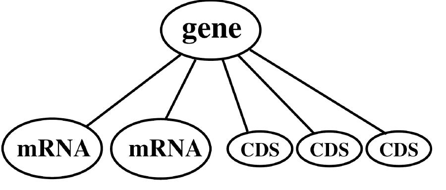 The present situation motivated us to develop a better model or data structure. It provides a network graph instead of a tree and offers direct access to problems like “which mRNAs lead to the same CDS” or “which mRNAs are likely to be disease- related due to ruptures or extensions in UTR regions” or “which Arabidopsis splice template belongs to a specific barley EST.” 