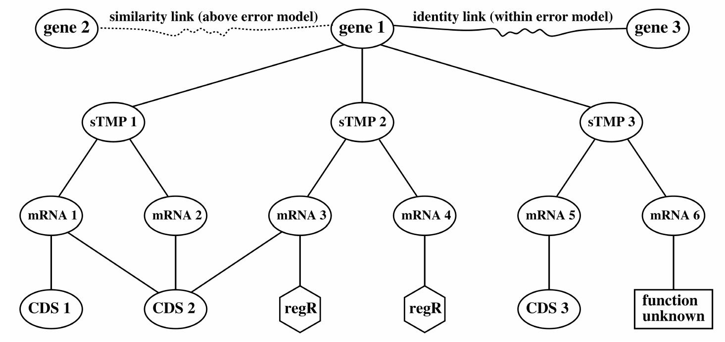 Fig. 3. Every sTMP has a unique splicing pattern, but the length of the first and the last exon remains undefined. The data structucture makes it possible to model different gene isoforms with the same splicing pattern. Crosslinks between genes refer to homologous genes. Noncoding and regulatory RNAs easily fit into the data structure.  Qdld suuClure,  Additionally, we connect to orthologous and paralogous genes via similarity or identity links, depending on the level of similarity. Combined with an ontology database, this settles our gene network data structure for complex queries. The Plant Data Warehouse ontology database fosters the investigation of gene families and subnets of interest to the users. 