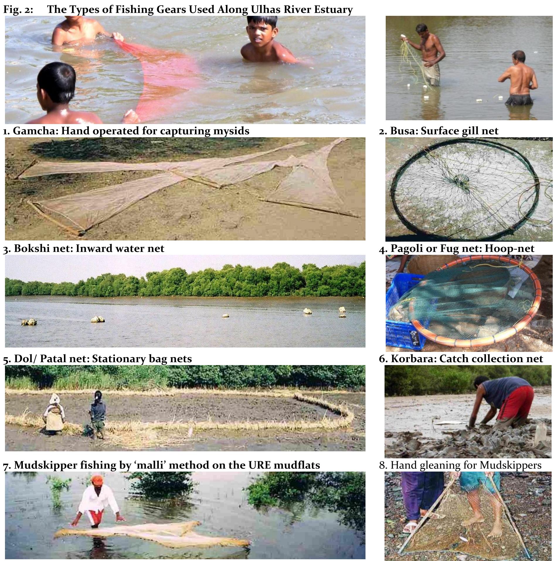 Operation: The net is set in shallow inundated inward areas of narrow channels. The water is allowed to inundate during flood tide and net is set during ebb tide with the help of stakes on the bottom. The mouth and wings are 